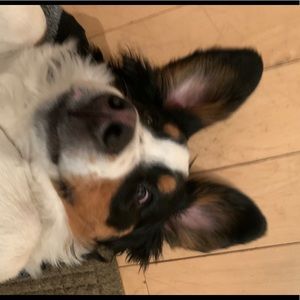 Meet your Posher, Alison